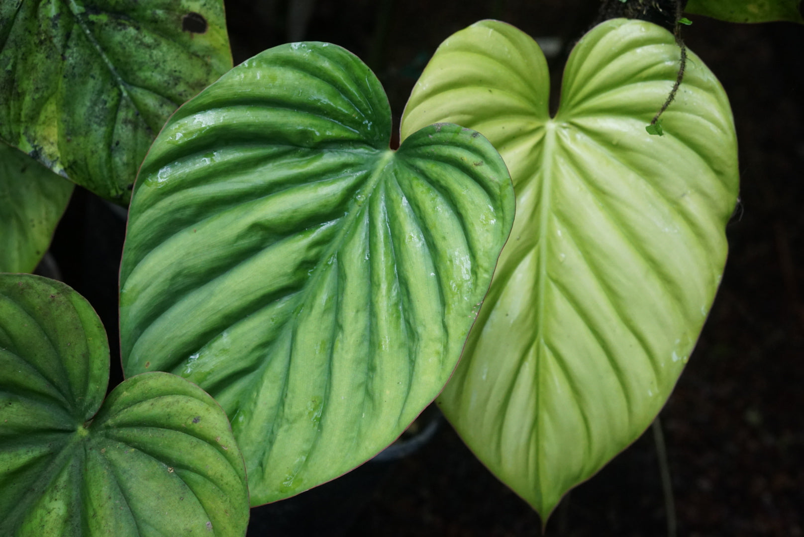 Philodendron sp. Colombia 'Amazonas Green'