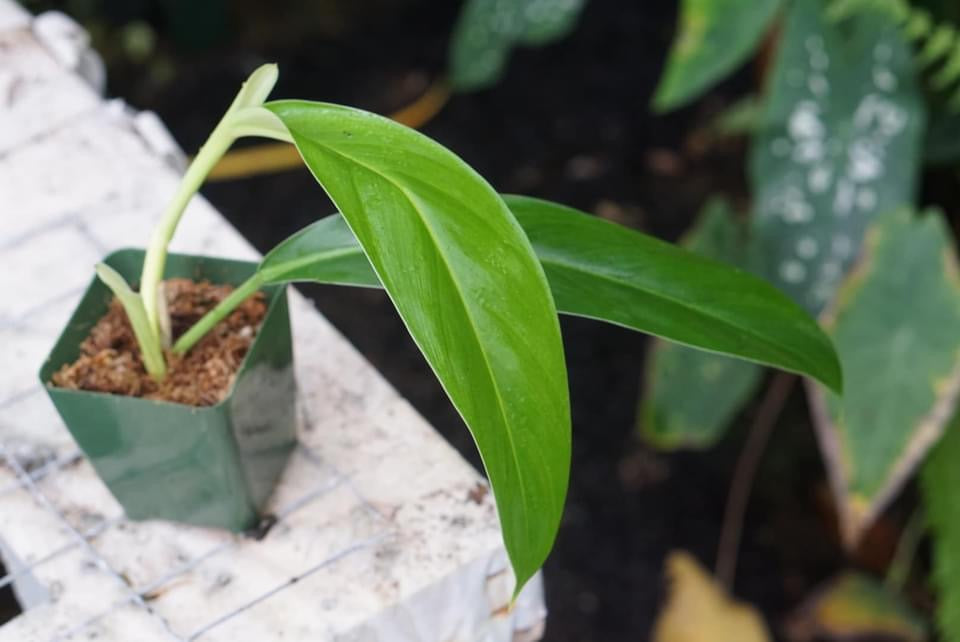 philodendron mindo Philodendron sp. Mindo 1