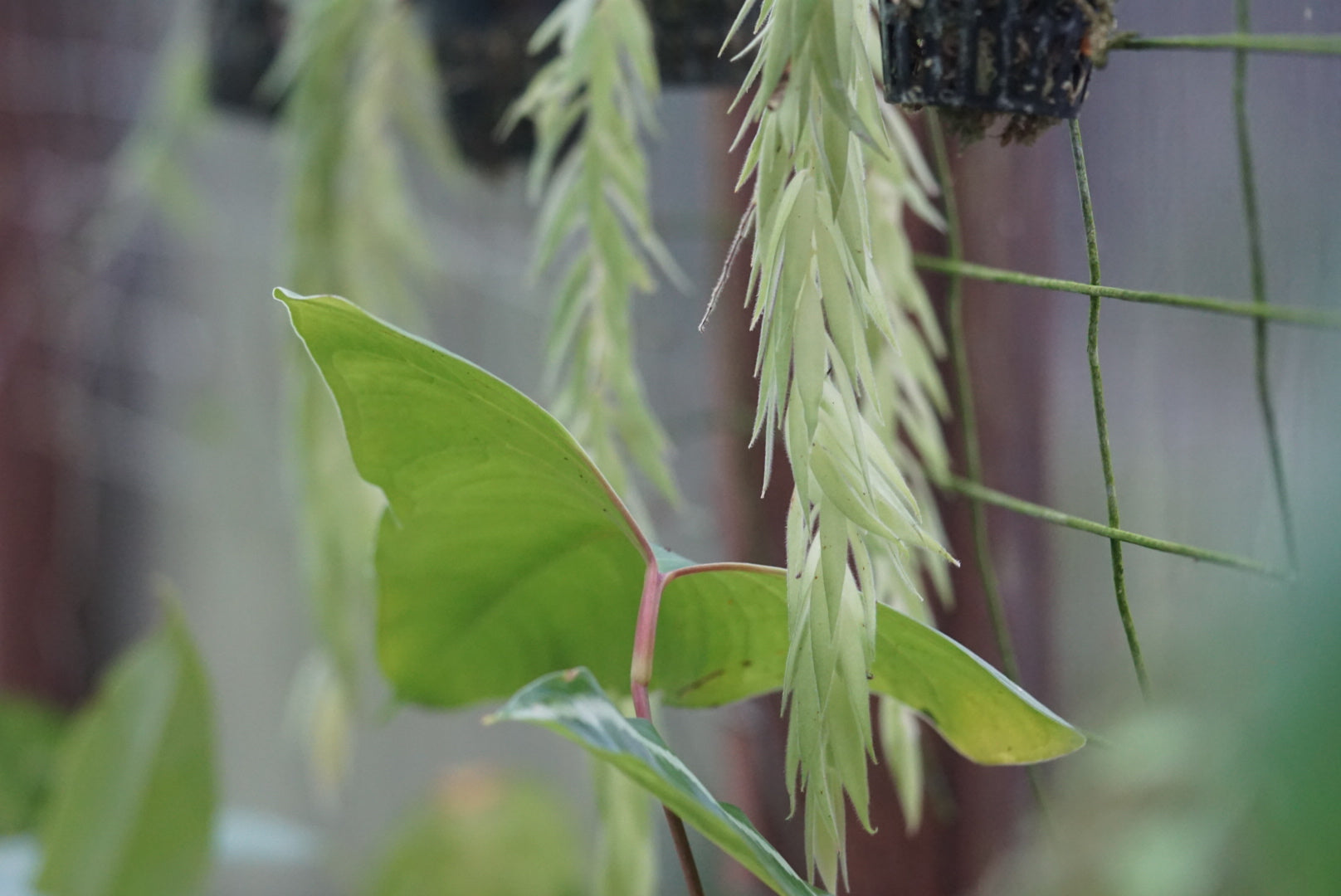 Ceratostemma rauhii