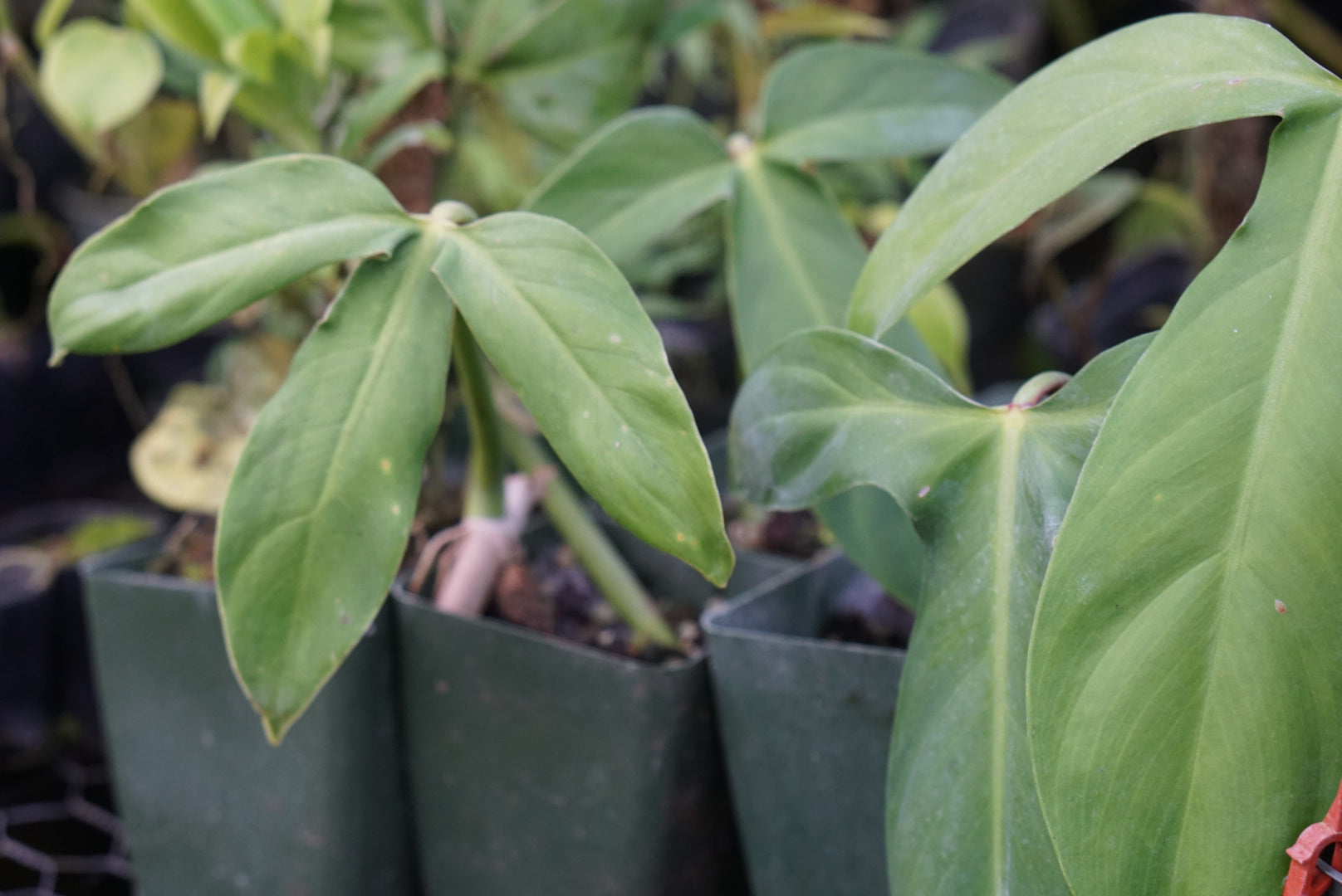 Philodendron sanctamartinense