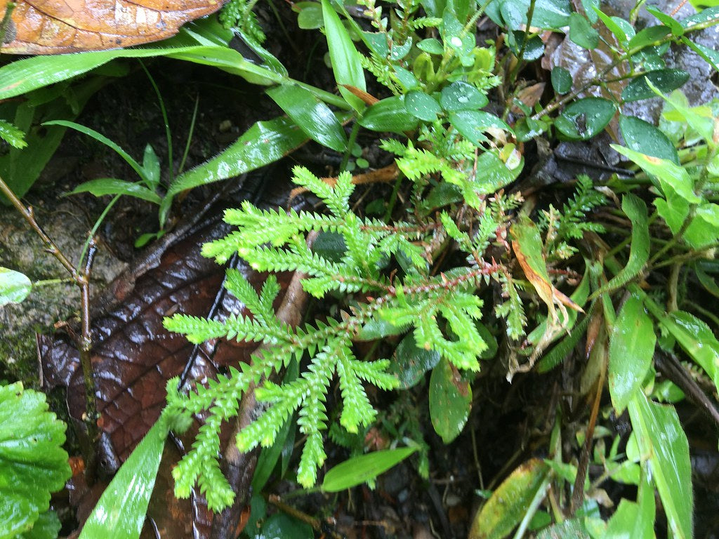 Selaginella sp. Narino