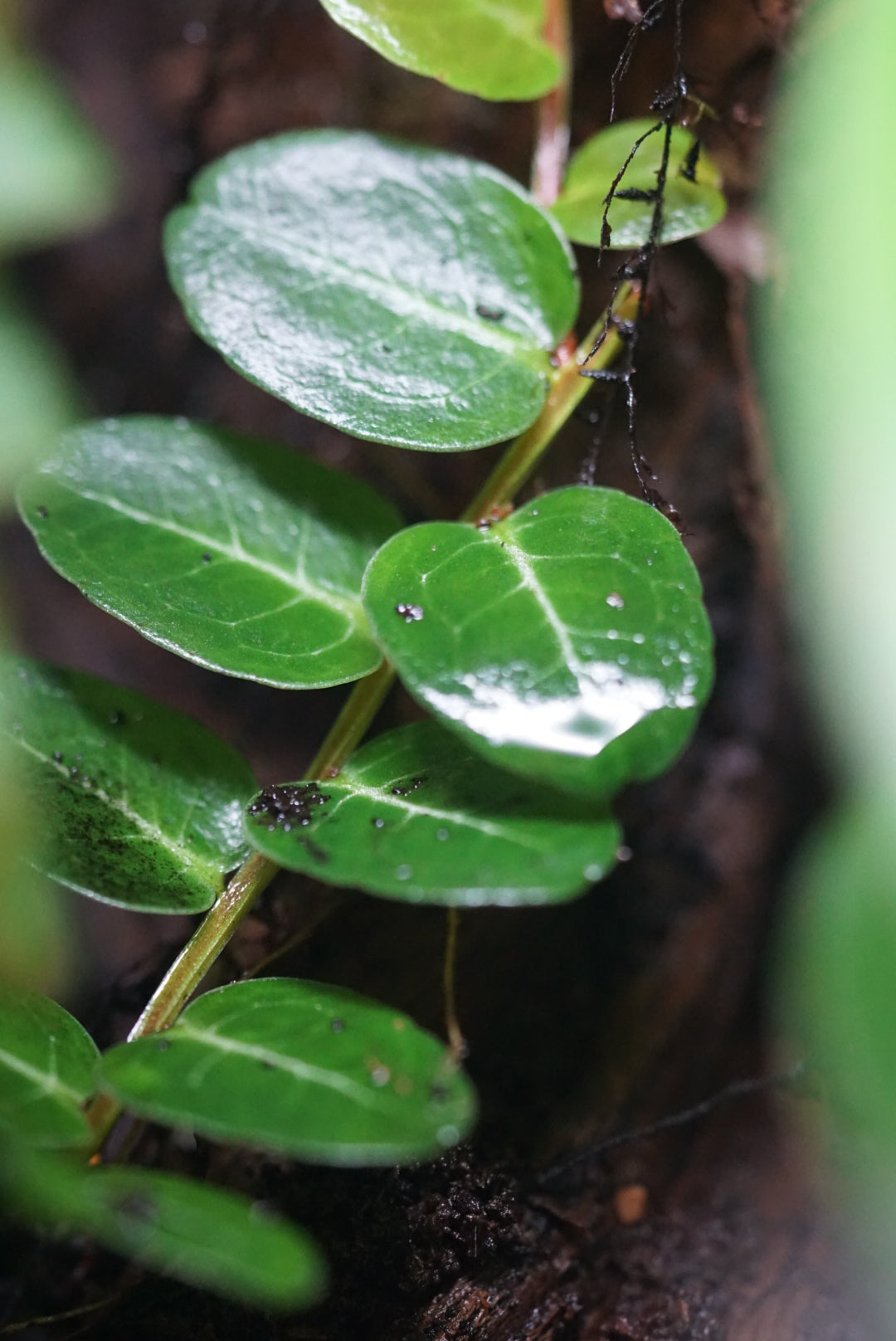 Marcgravia sp. 'White Seam'