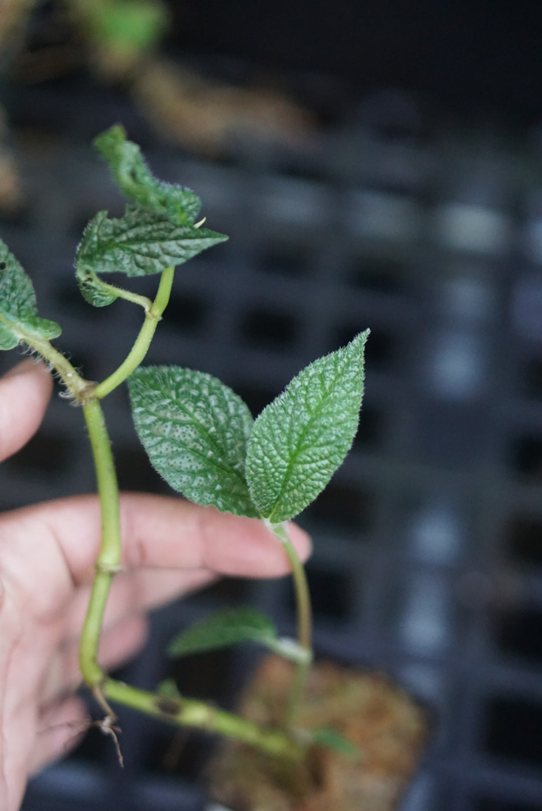 Piper appendiculatum