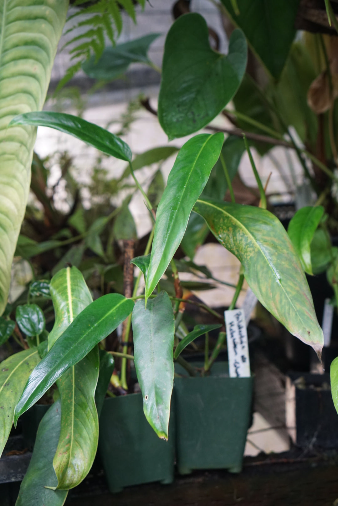 Philodendron hebetatum