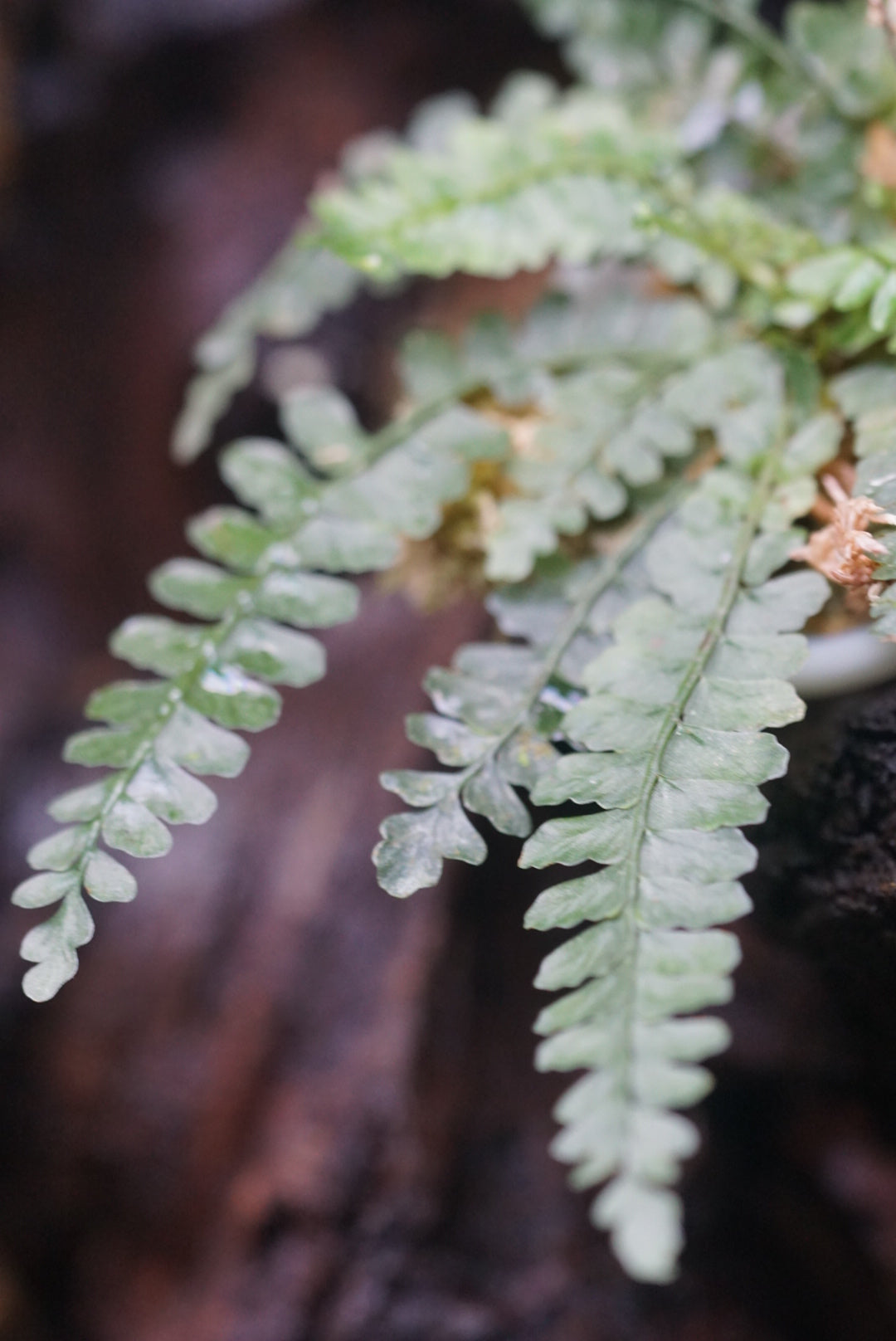 Asplenium sp Andes 2