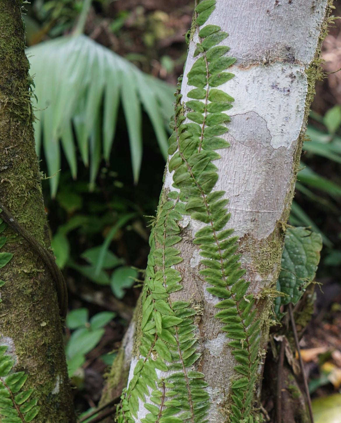 Neomortonia sp. Napo