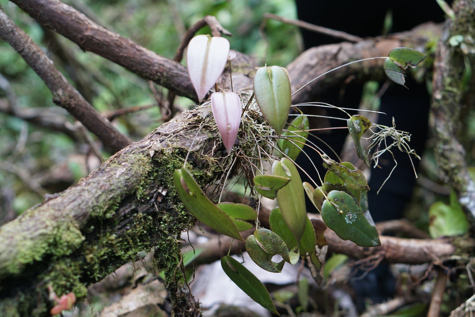 Pleurothallis erythrium (yellow)