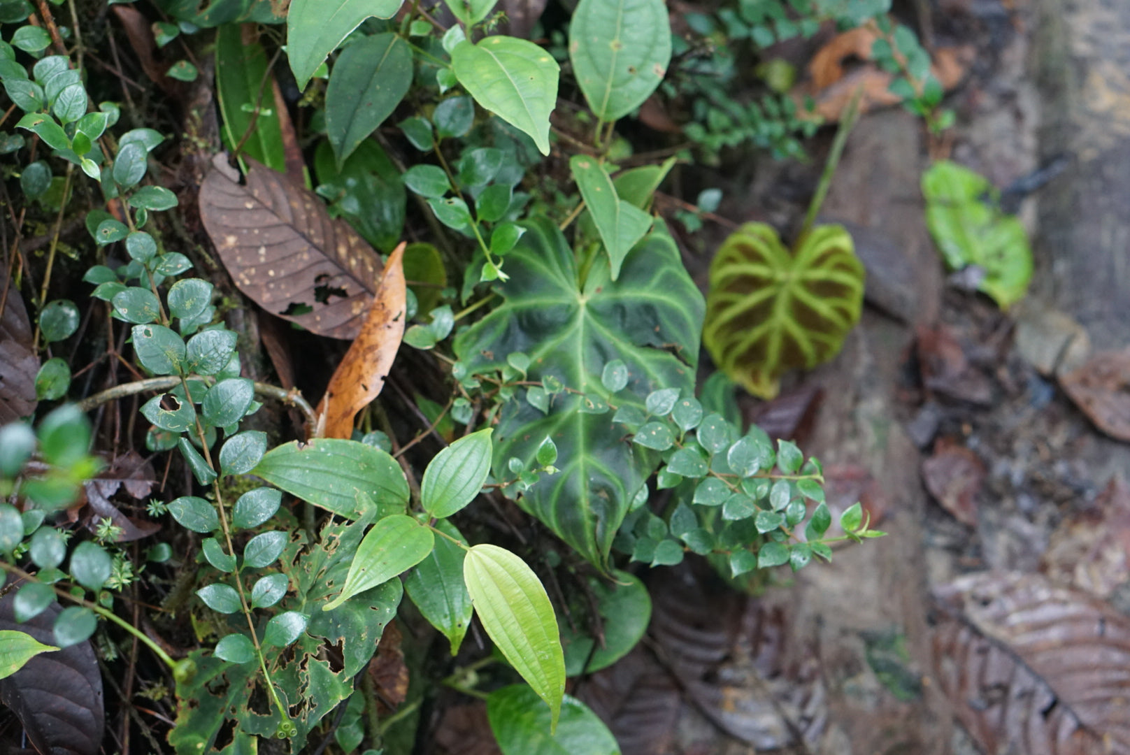 Philodendron verrucosum 'Nariño'