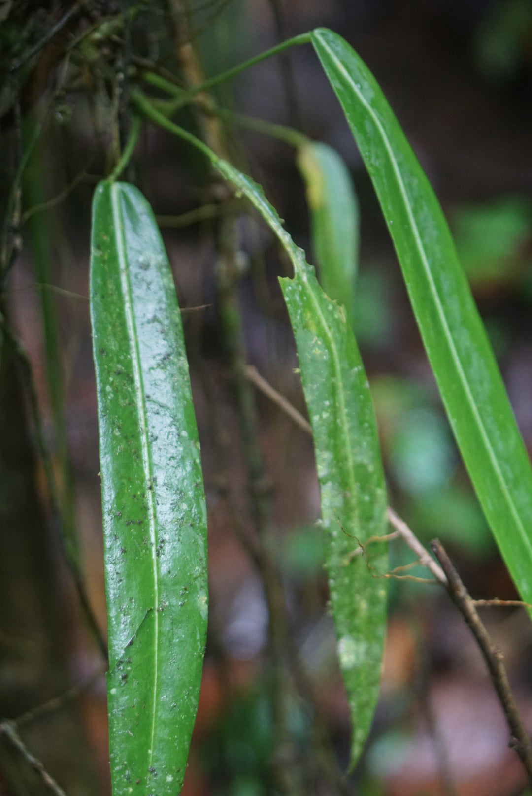 Anthurium pallidiflorum