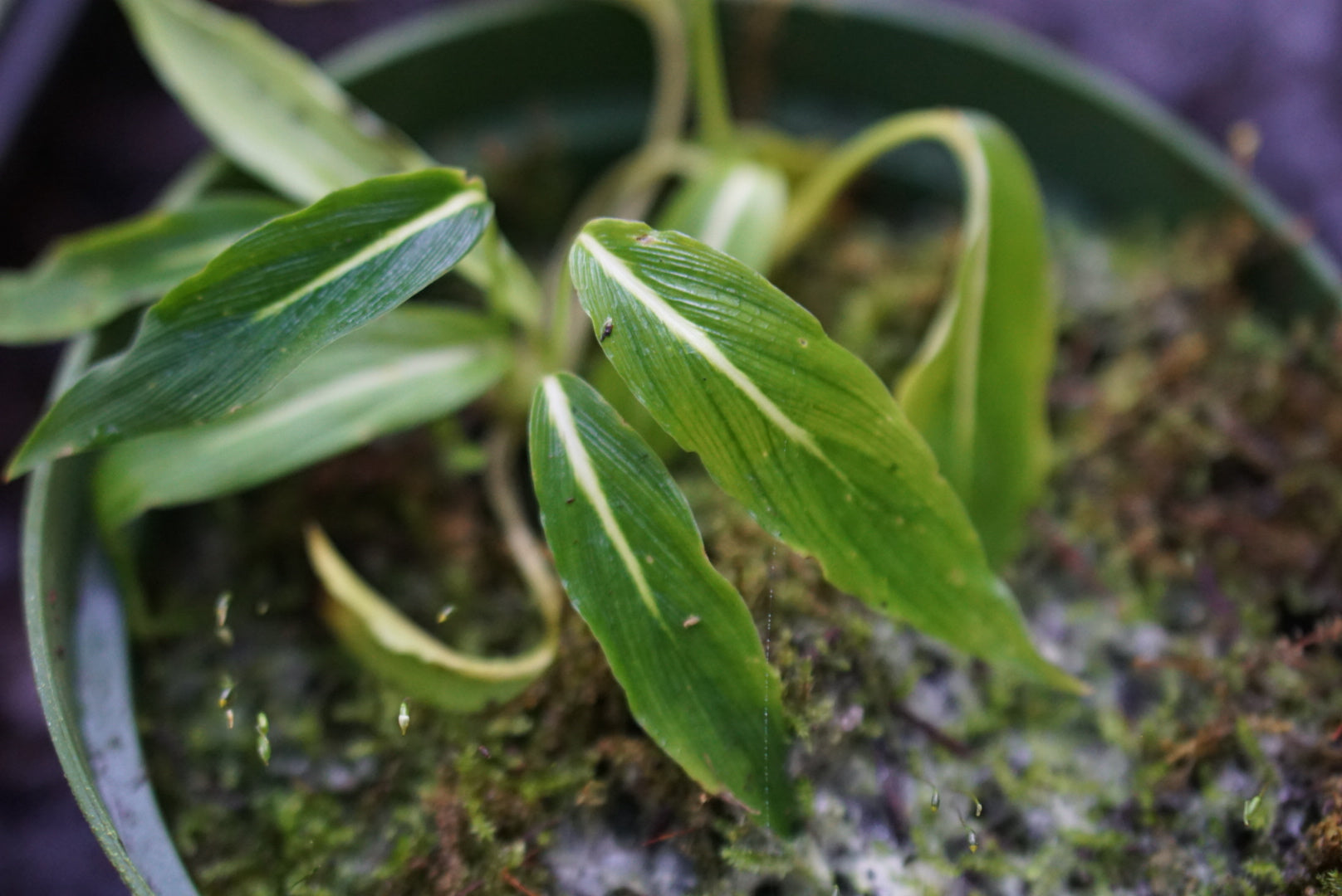 Homalomena sp. Papua (green form)