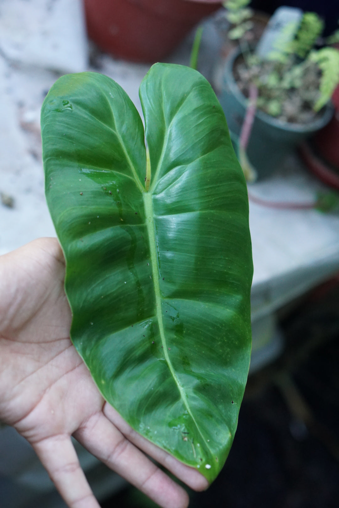 nearly natural 4762 philodendron Philodendron scottmorianum