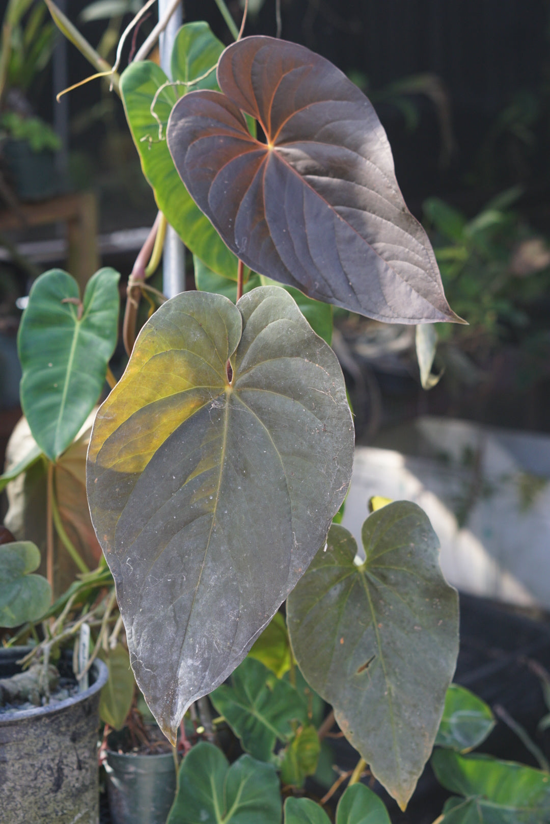 Anthurium moodeanum