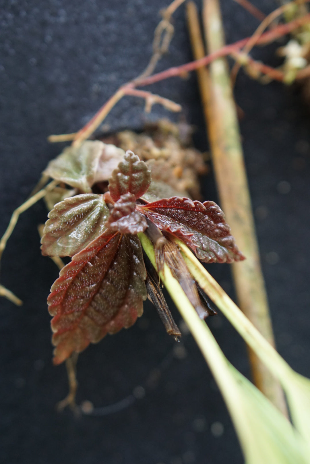 Pilea sp Choco 3
