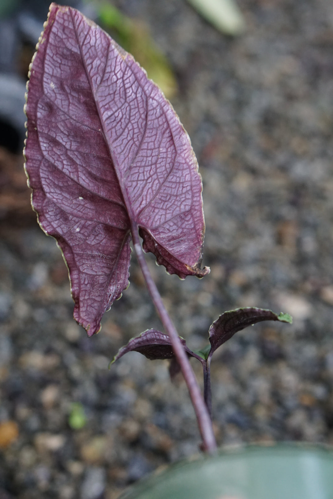 Chlorospatha atropurpurea