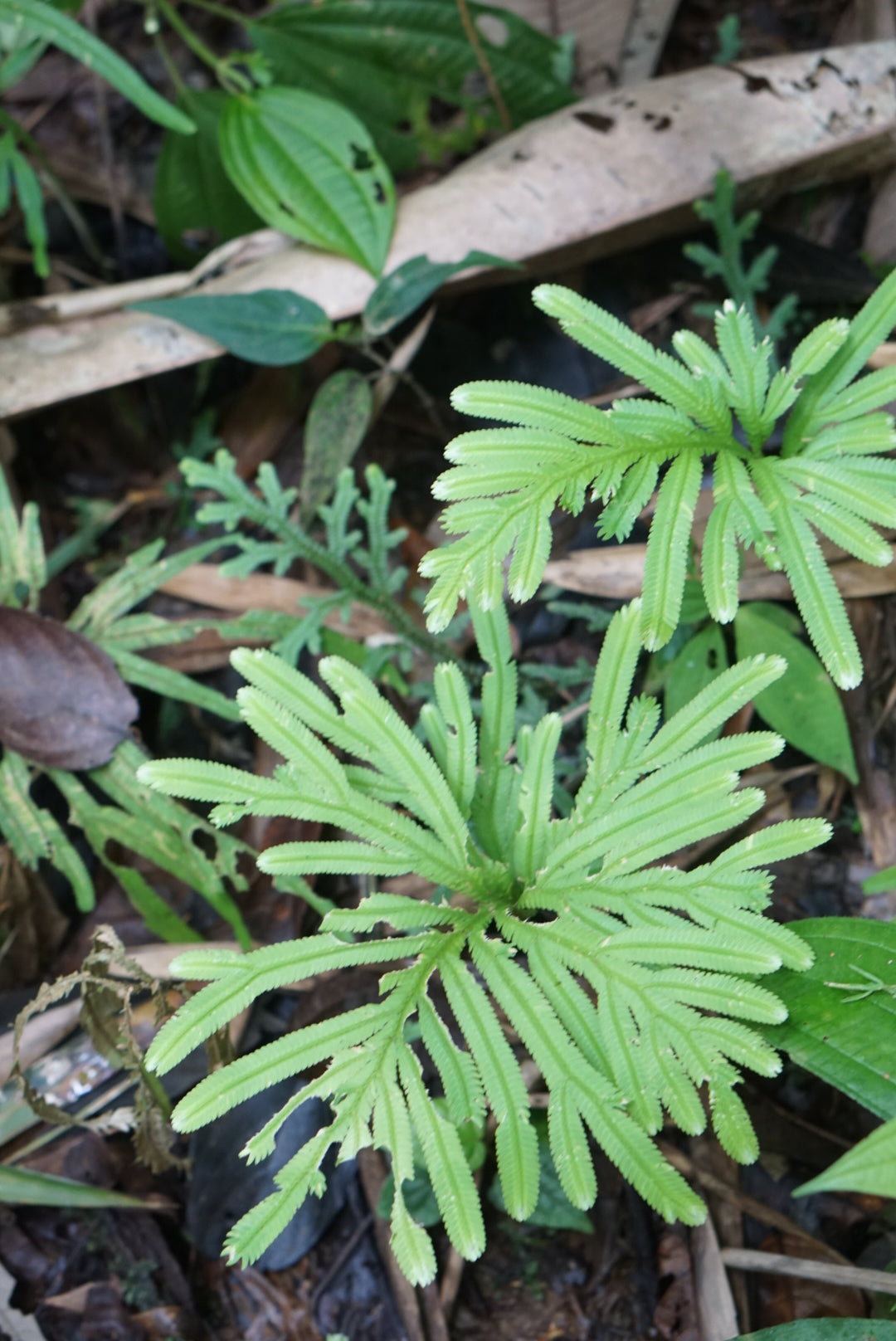 Selaginella bombycinum