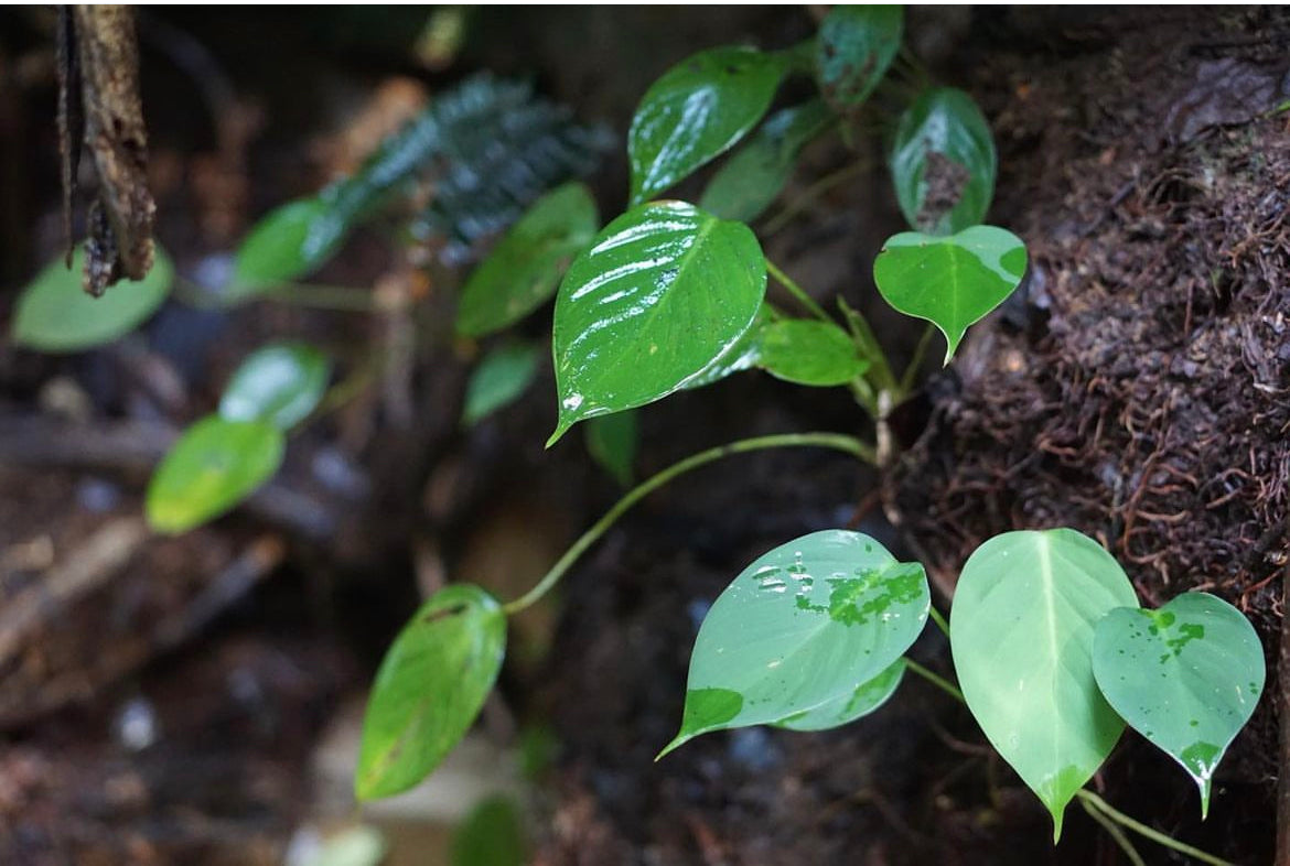 Homalomena havlandii