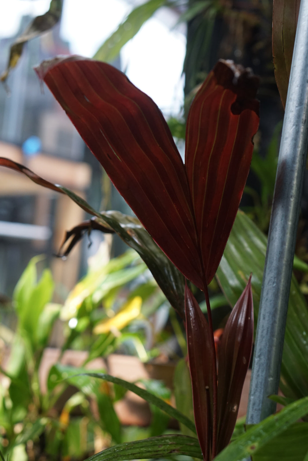 Asplundia aff utilis
