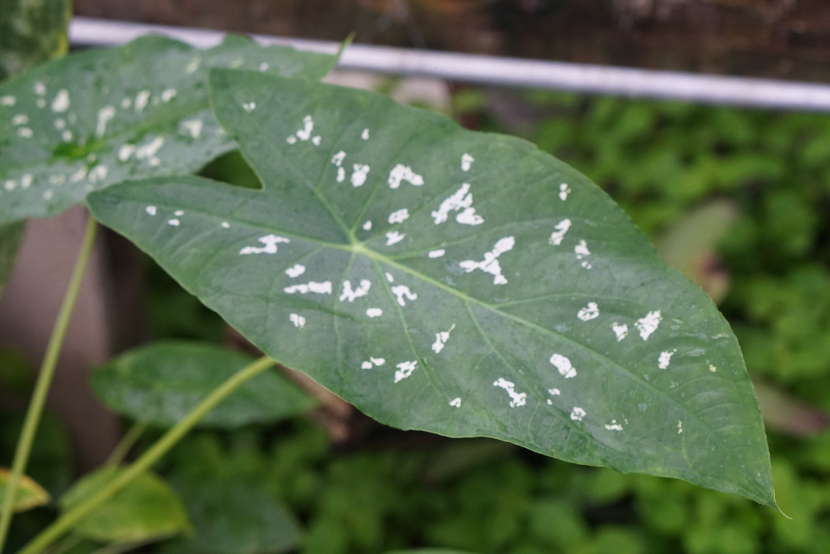 Caladium smaragdinum