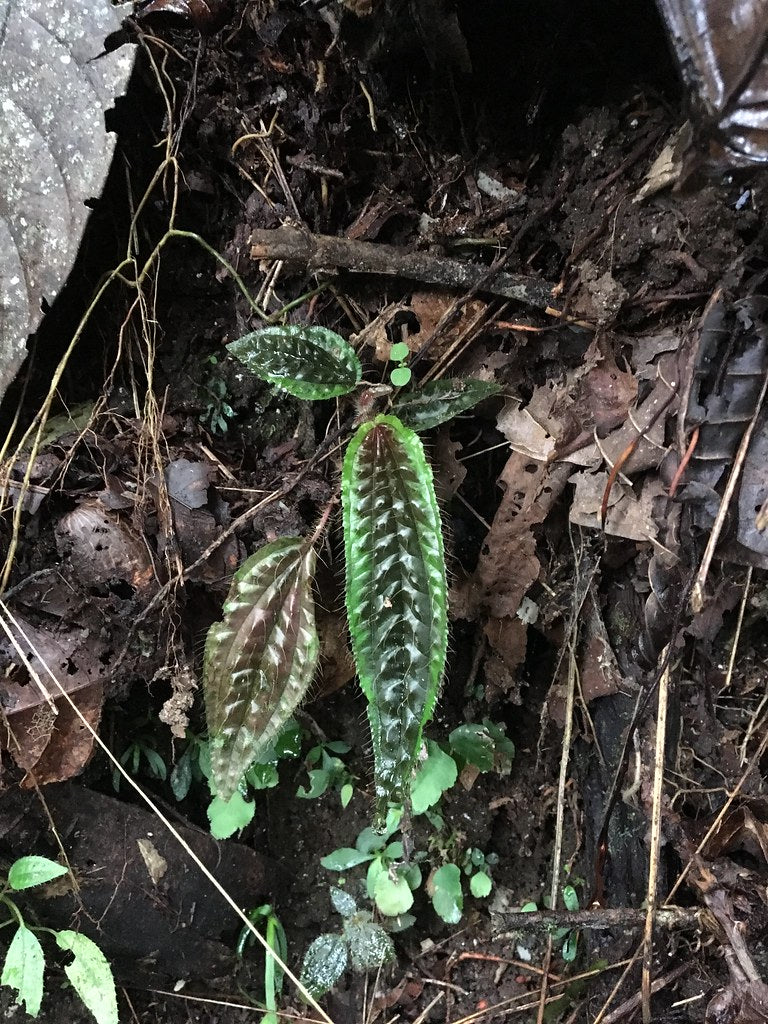 Triolena pustulata