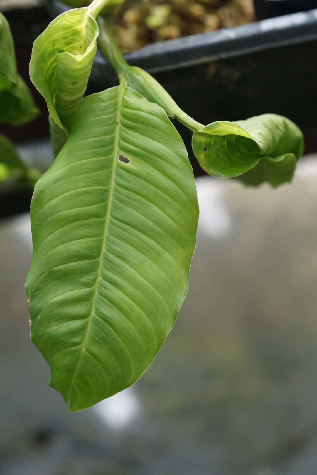 Philodendron sp. Puerto Quito 1