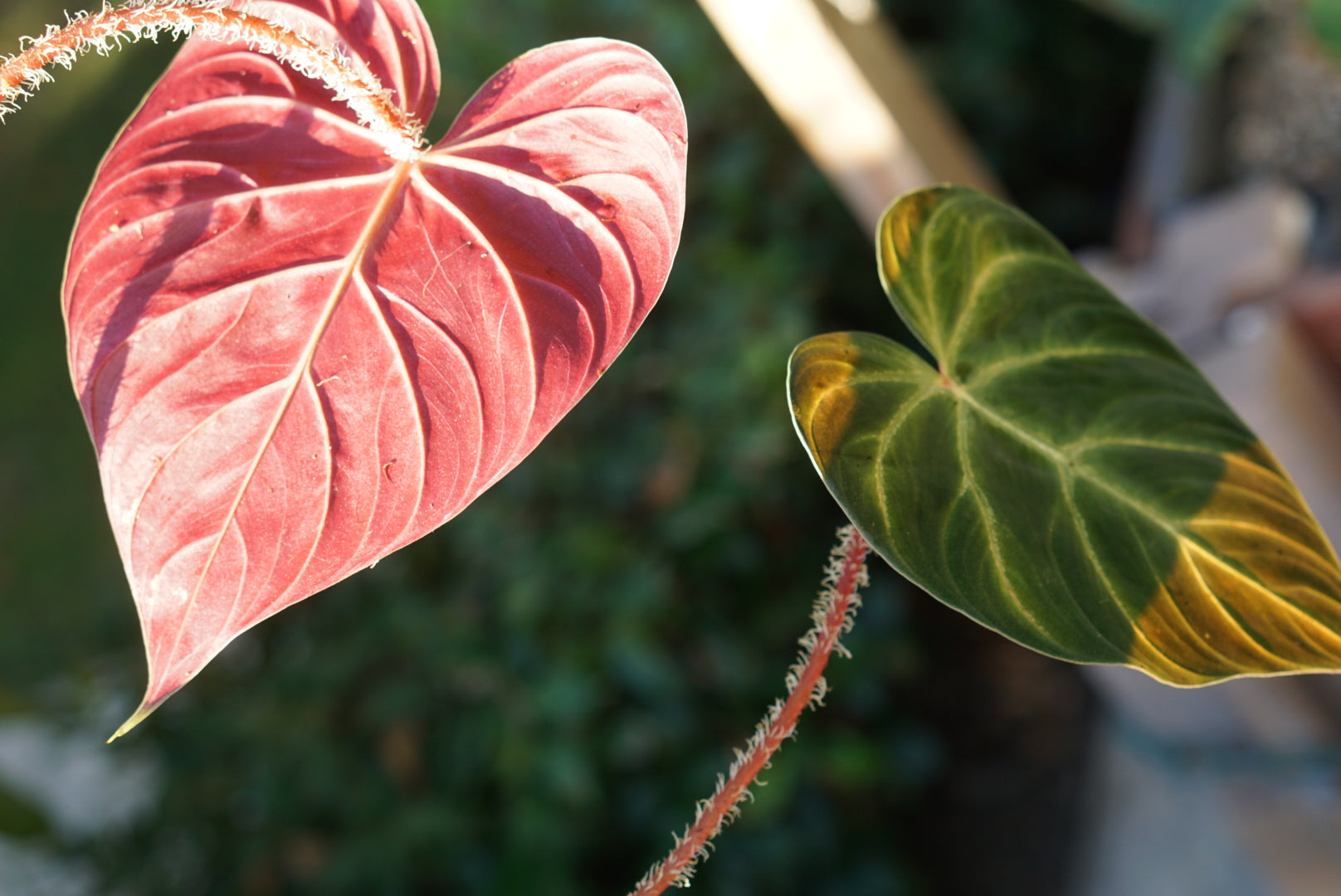 Philodendron verrucosum 'Tingo Maria'