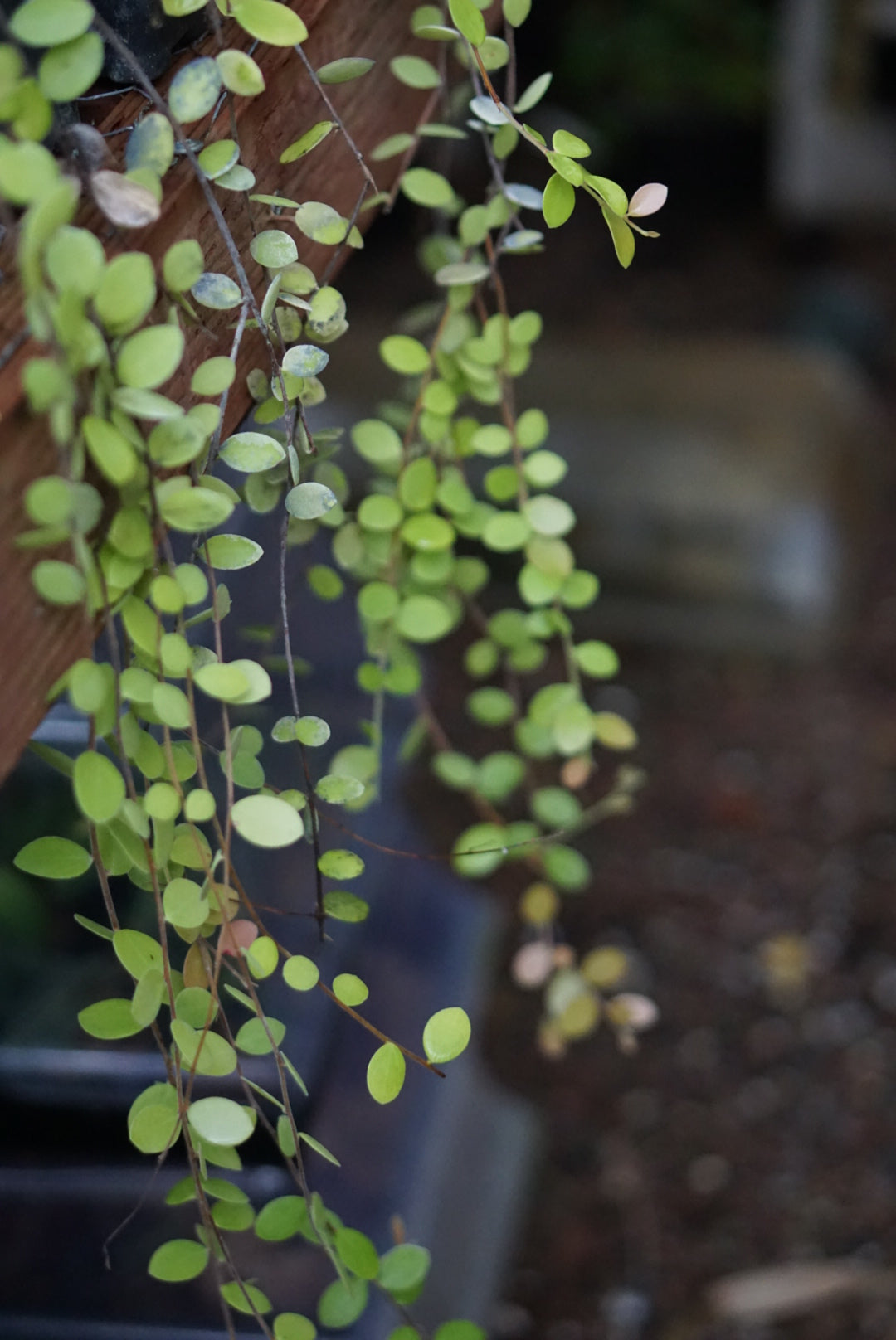 Sphymospermum aff buxifolium