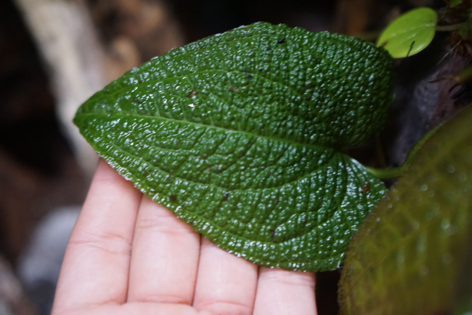 Anthurium clidemioides - dark form