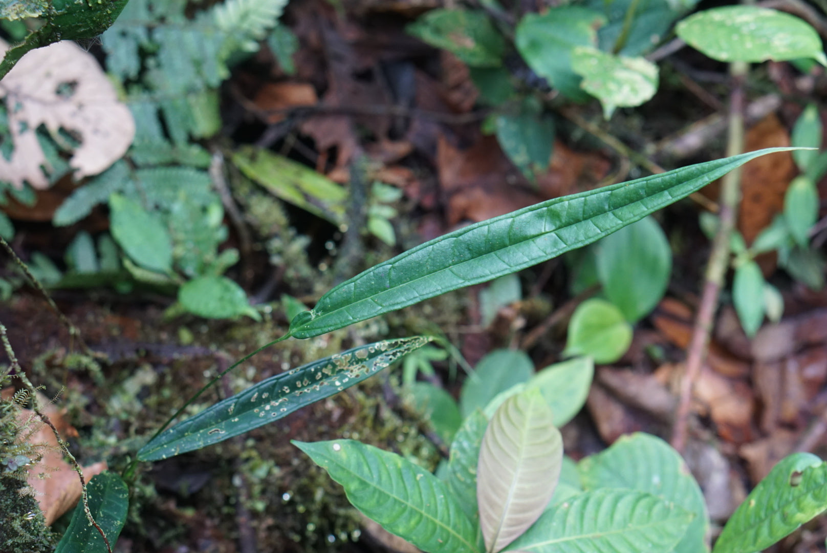 anthurium lutheri Anthurium lutheri