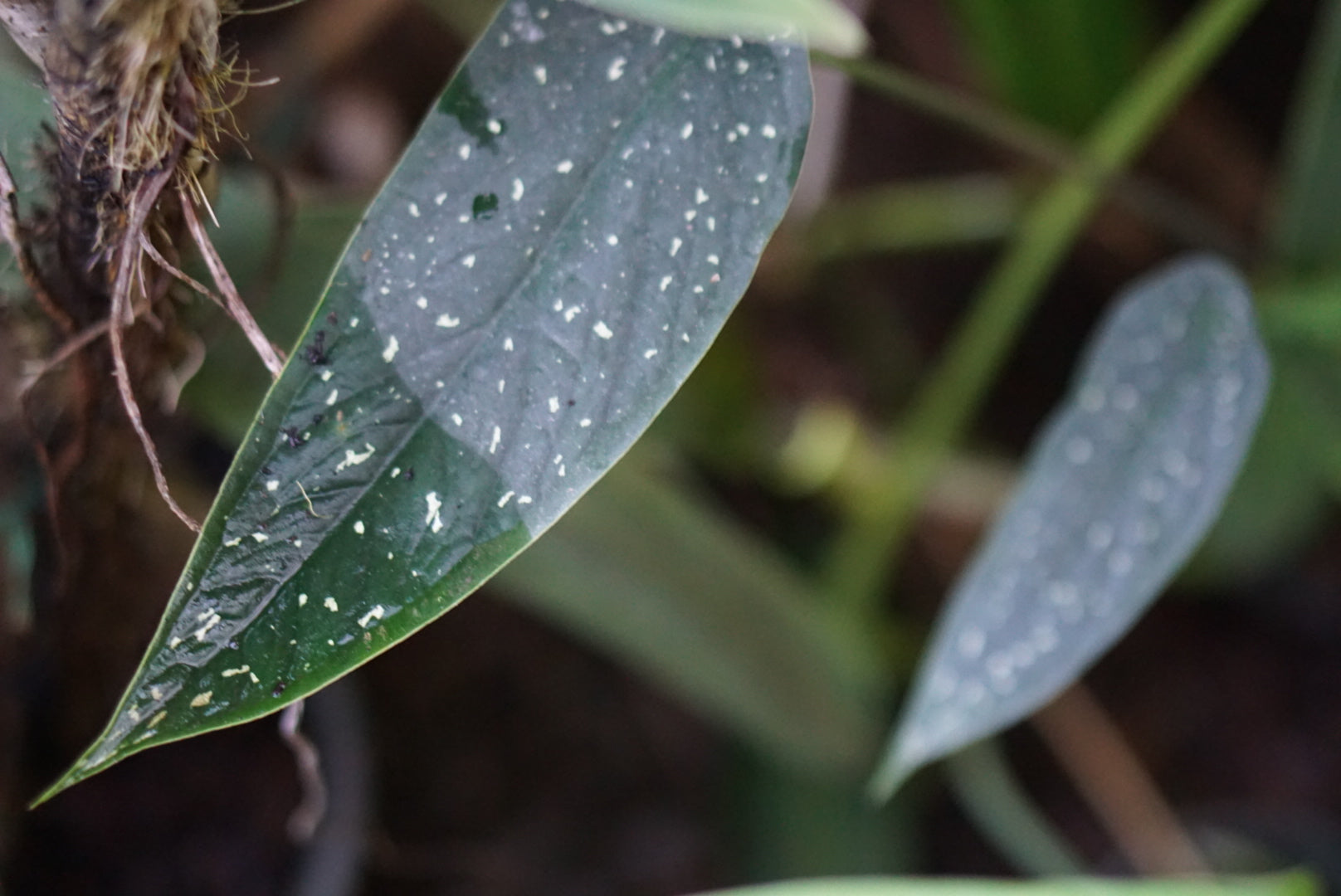 Caladium palacioanum