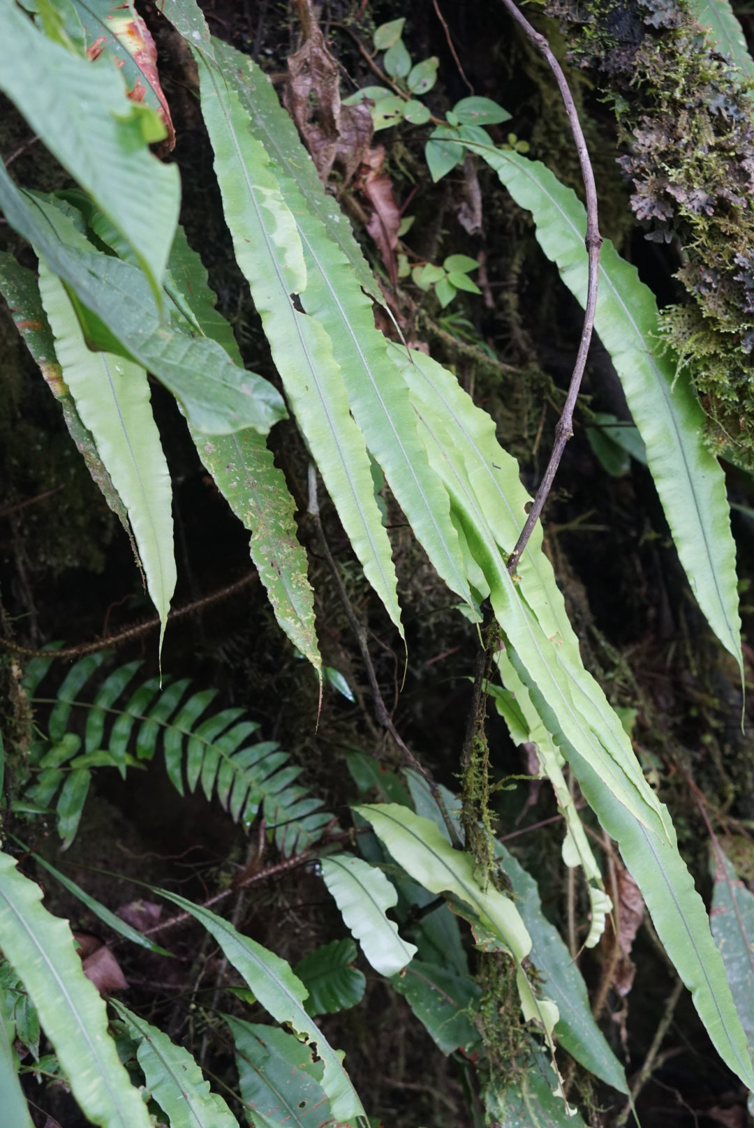 Oleandra aff. pilosa