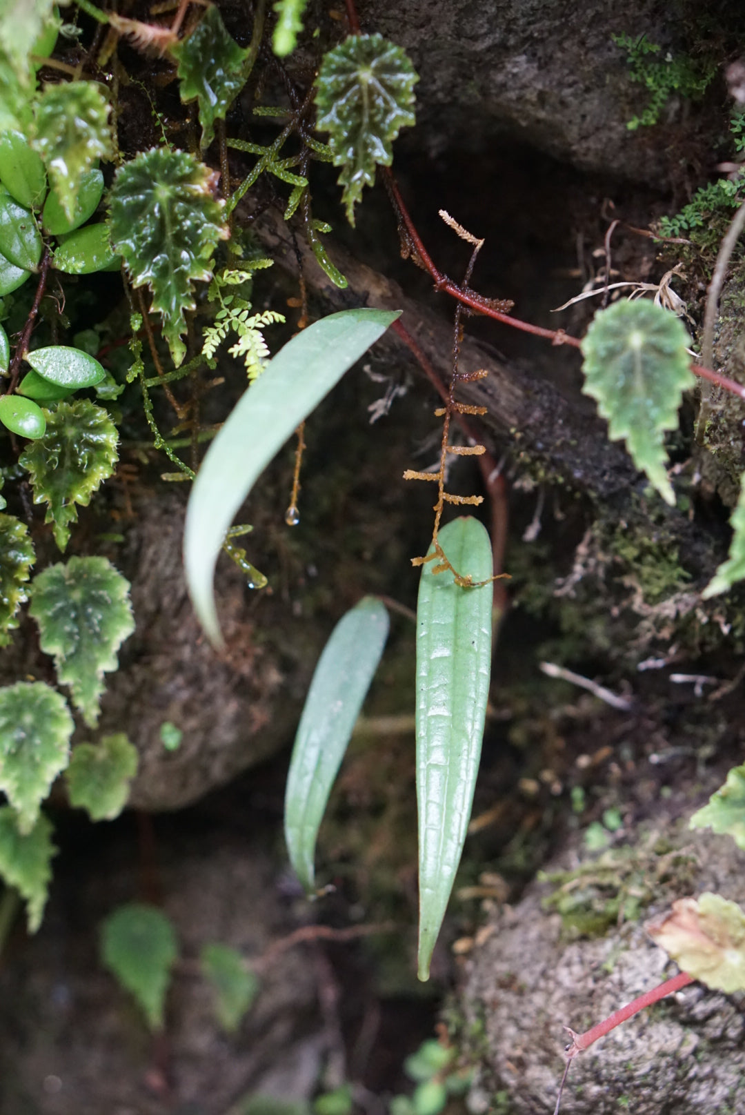 Anthurium sp. Andes