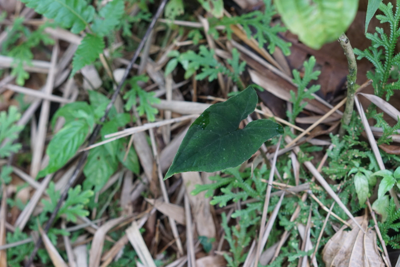 Chlorospatha atropurpurea