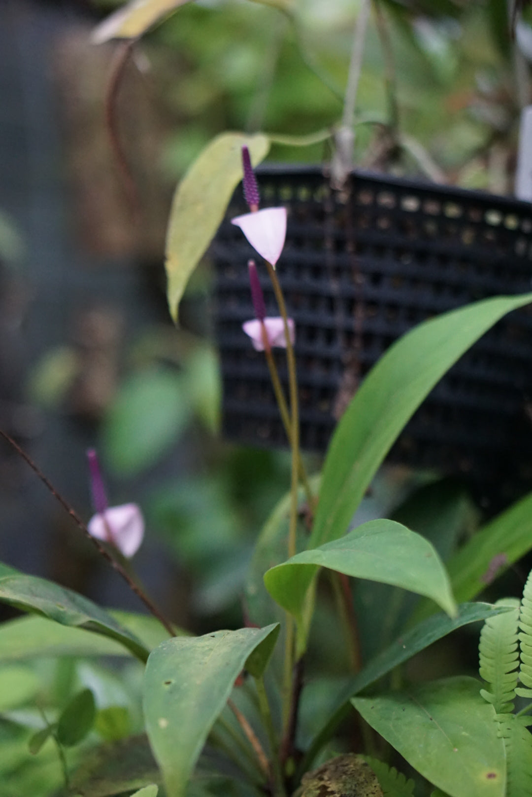 Anthurium amnicola