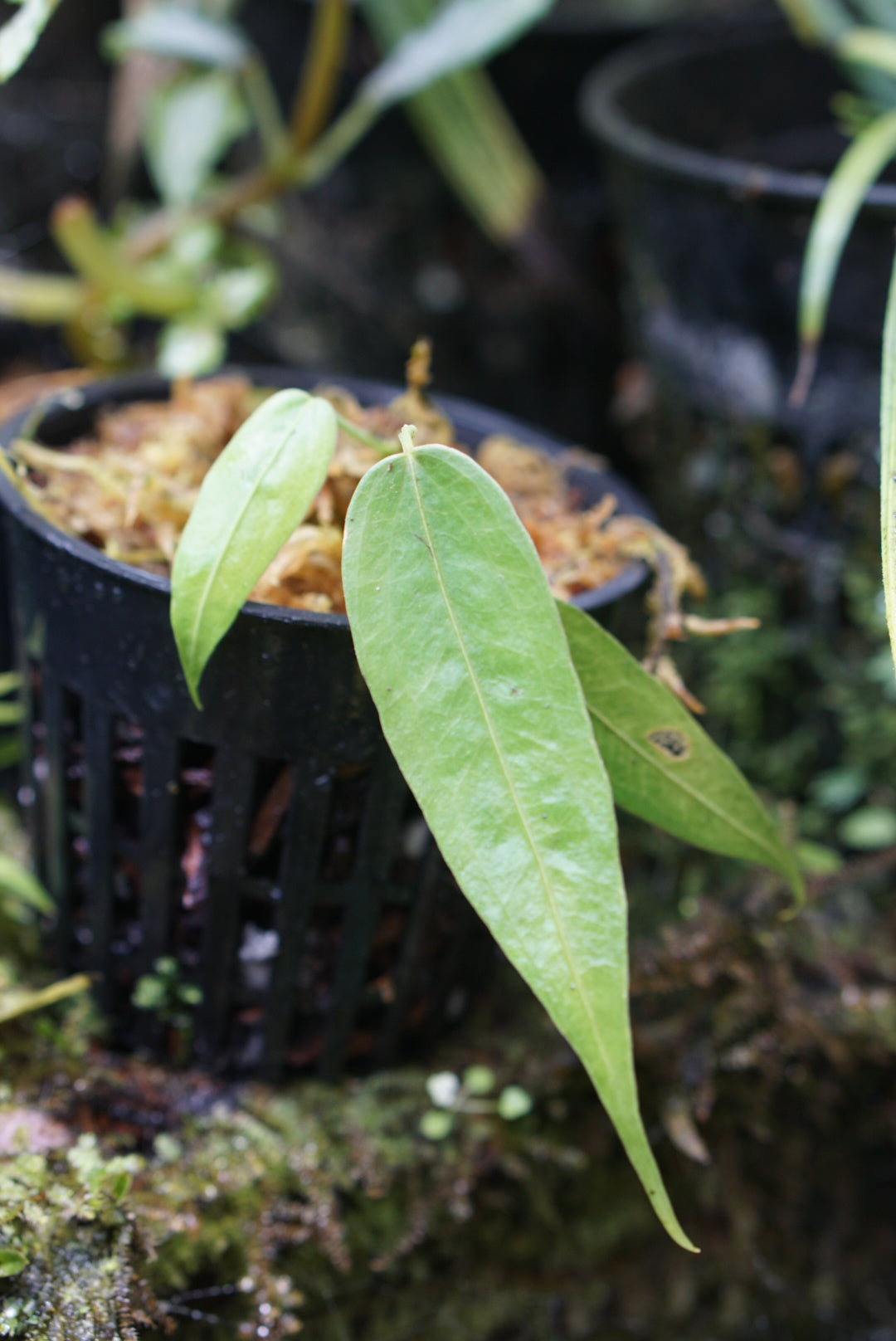 Anthurium decurrens