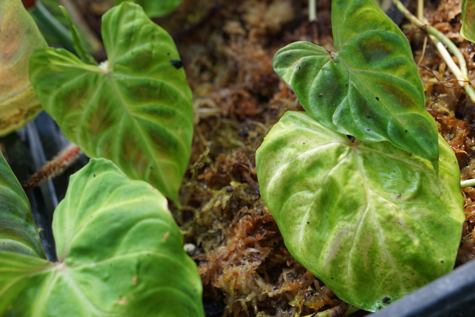 Philodendron verrucosum 'Choco'