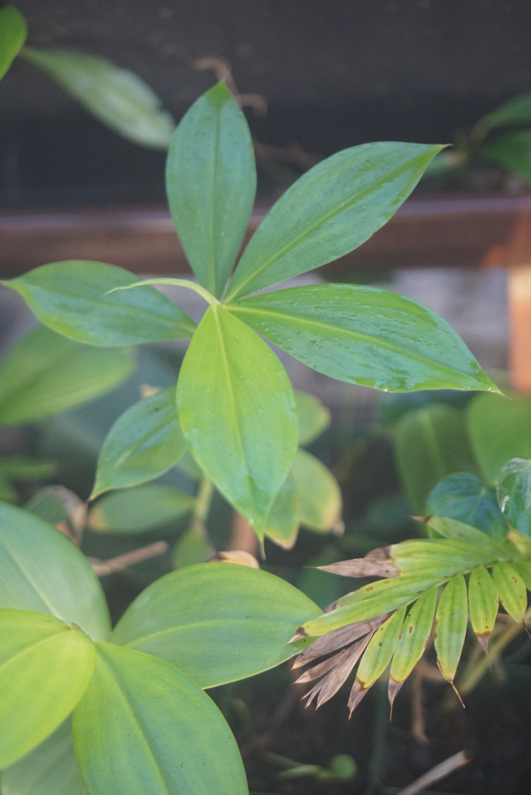 Costus sp Choco