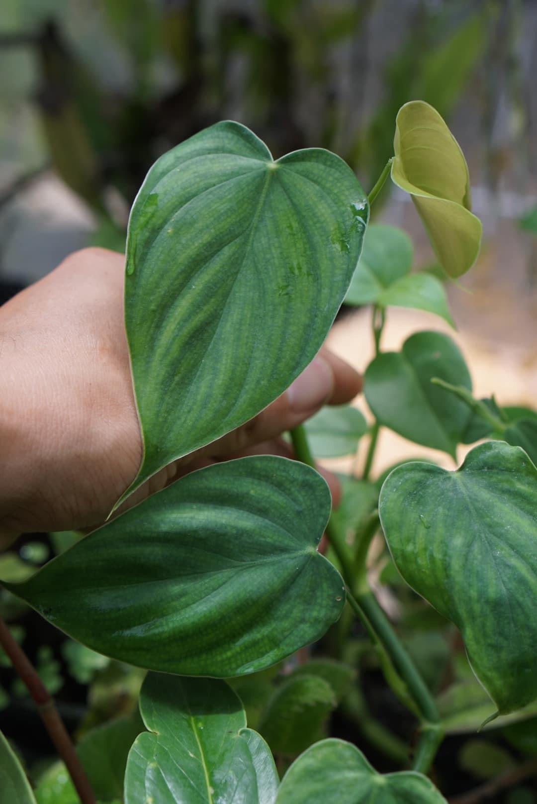 Philodendron glanduliferum