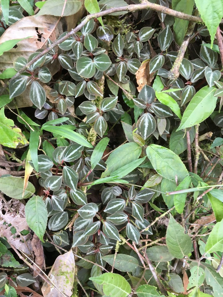Peperomia bicolor Morona