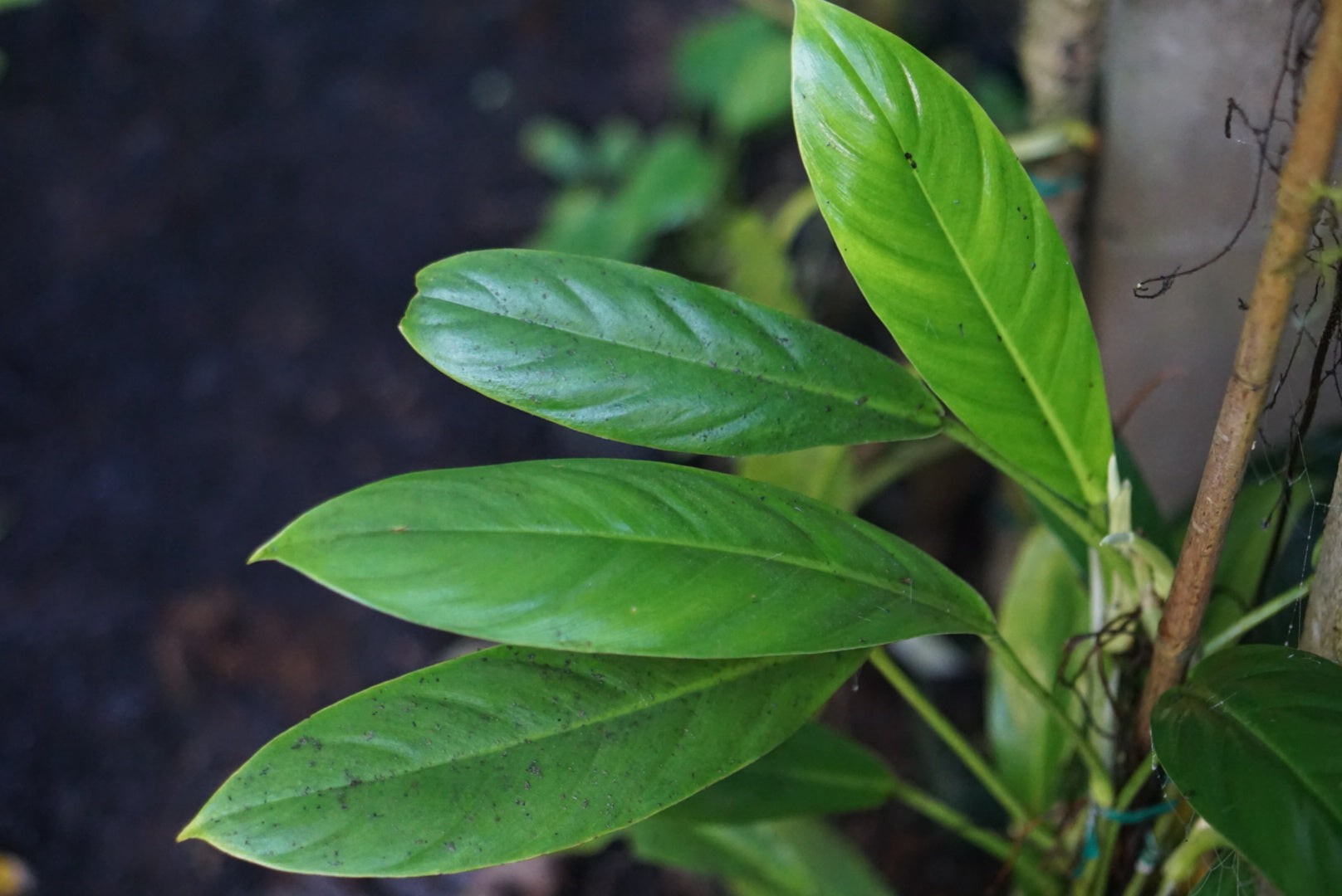 Philodendron baudoense