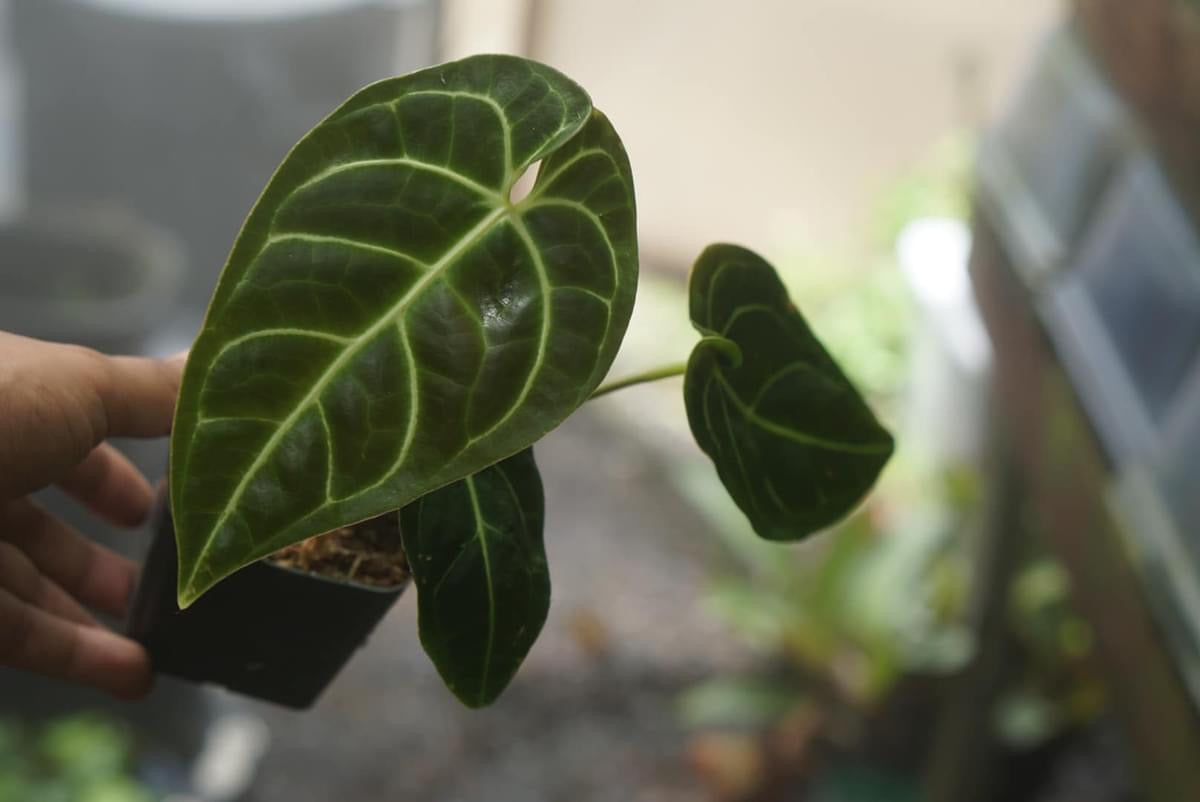 Anthurium sp. Panama (aff. besseae)