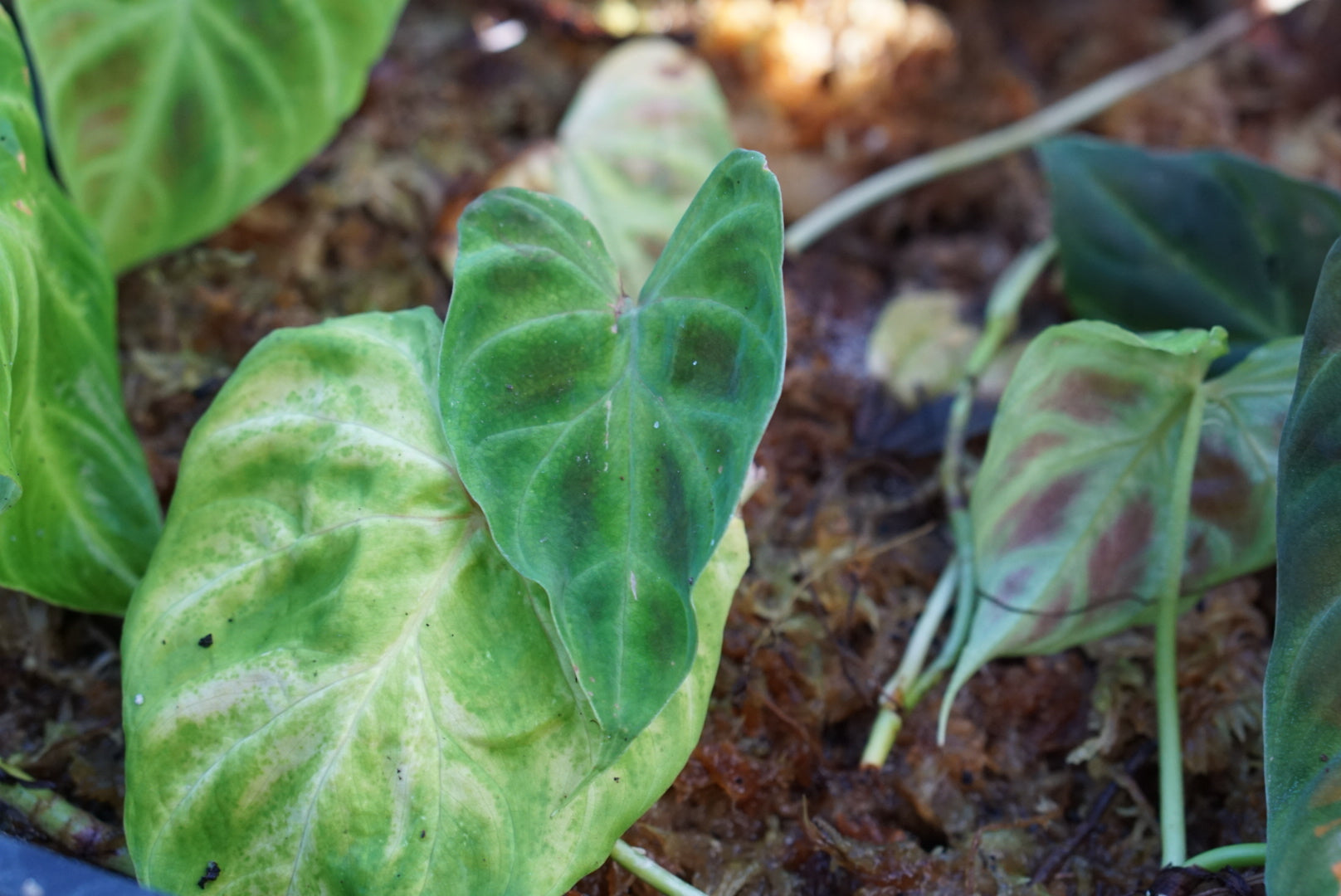 Philodendron verrucosum 'Choco'