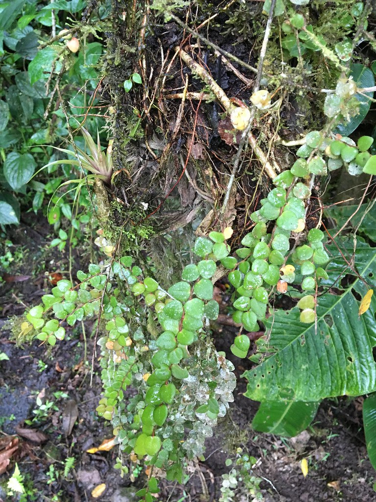 Sphymospermum cf. buxifolium 'Mindo'