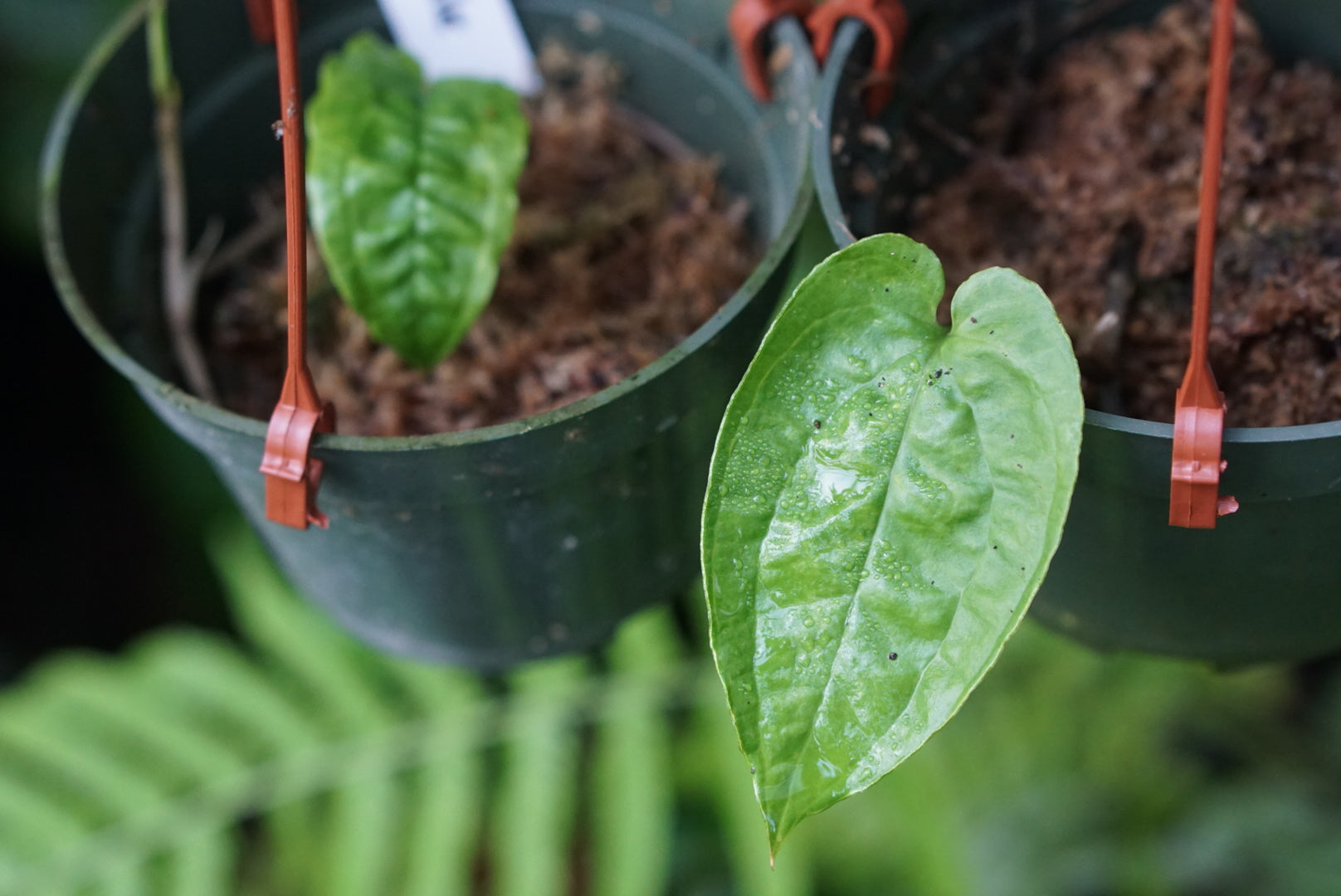 Anthurium flexile