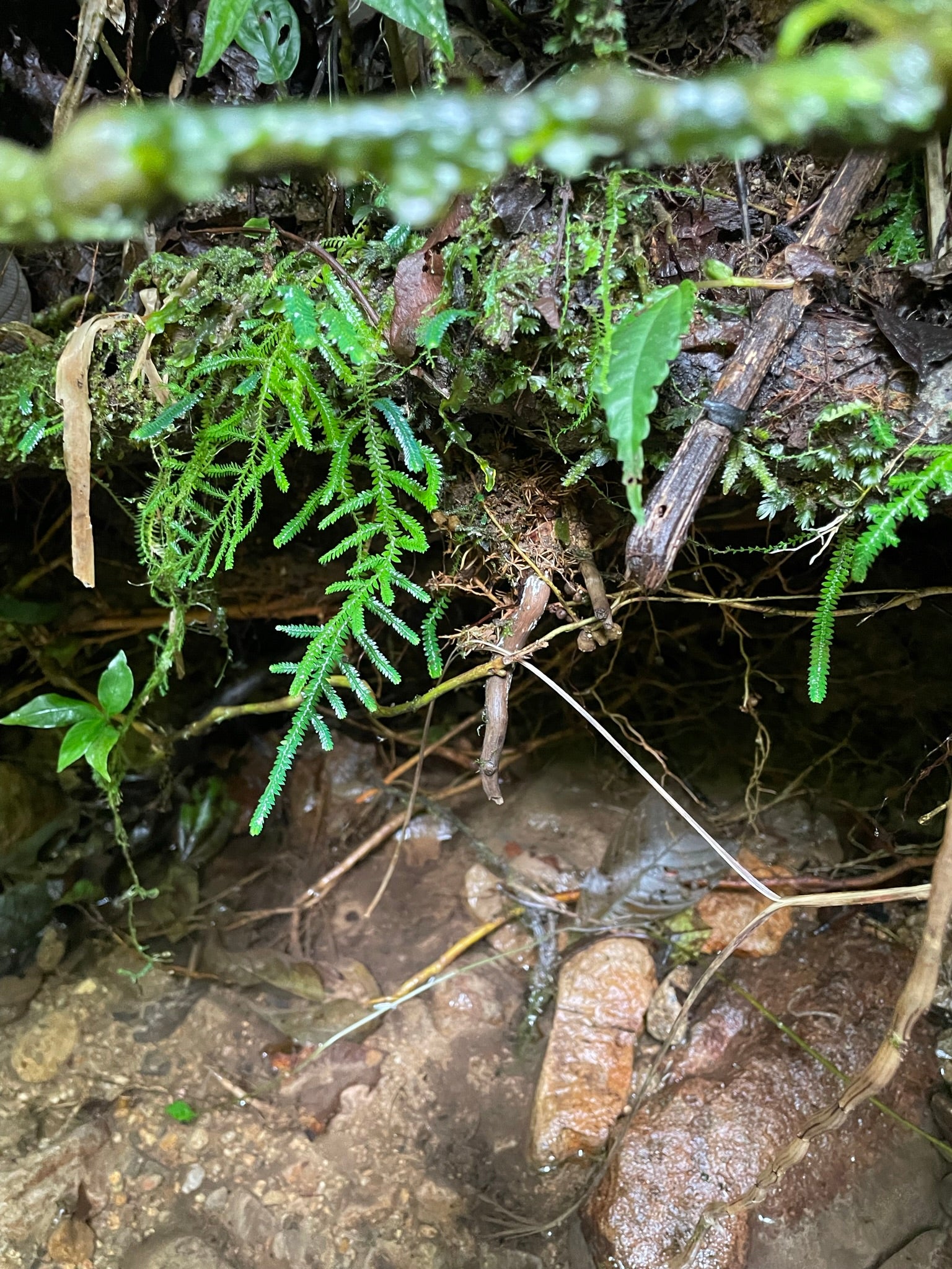 Selaginella sp. Napo 1