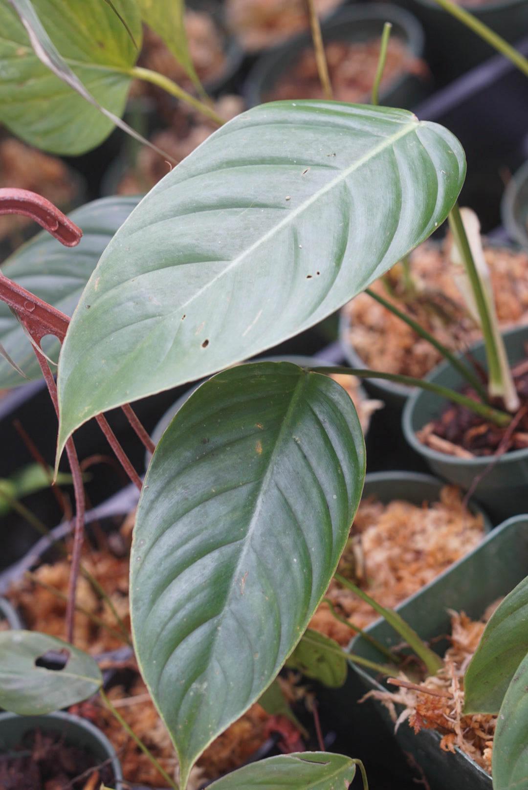 Philodendron sp Choco