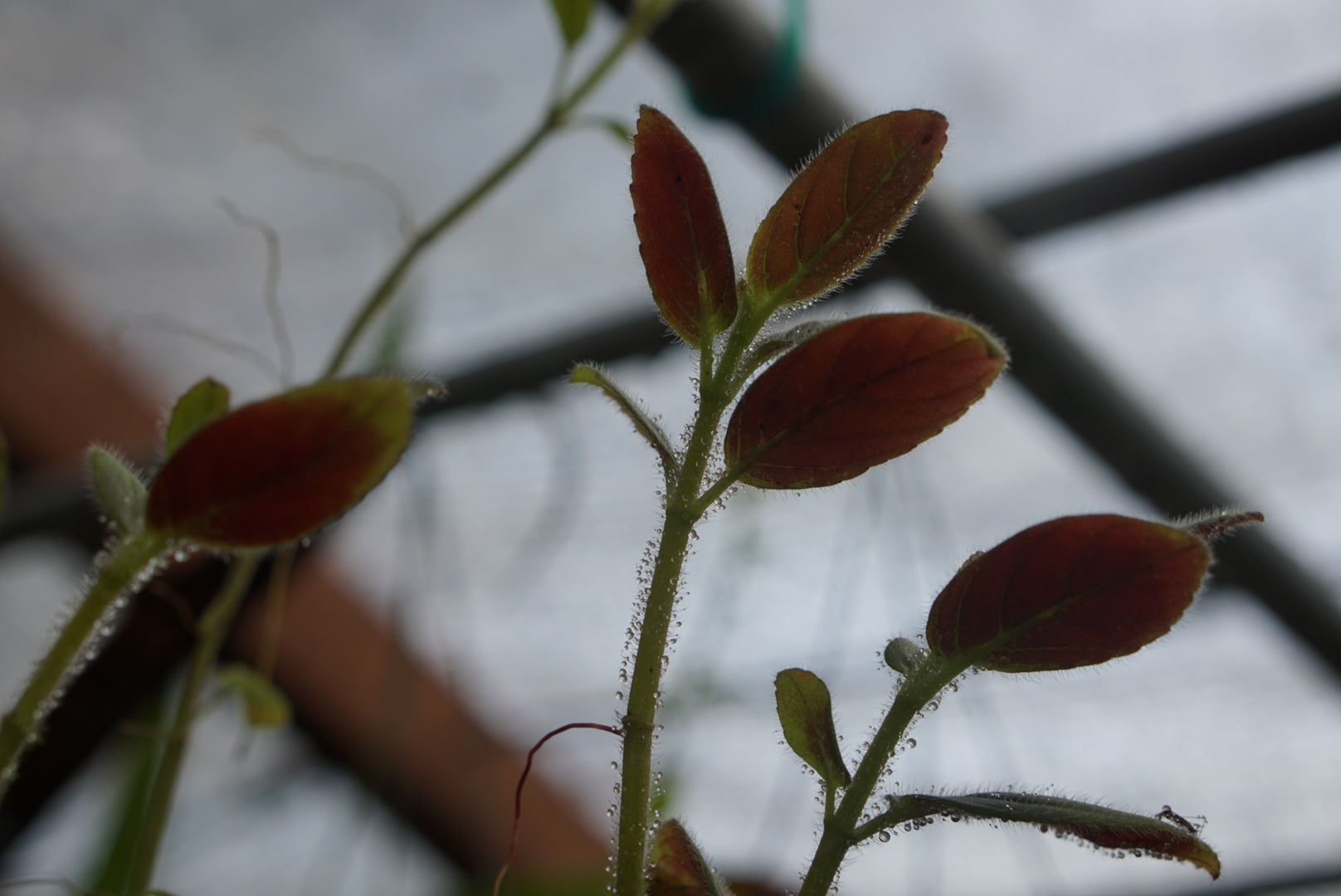 Columnea spathulata 'San Miguel'