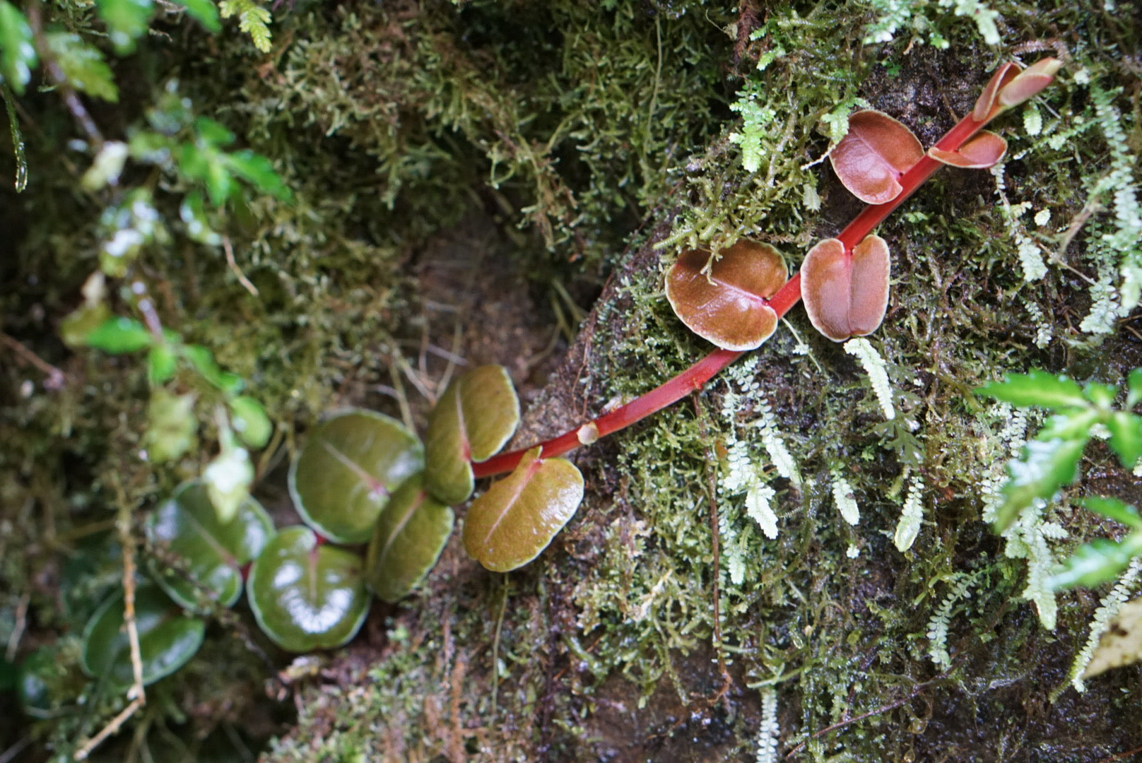 Marcgravia sp Mindo 2
