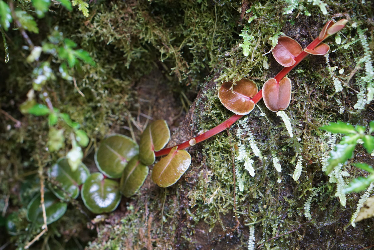Marcgravia sp Mindo 2
