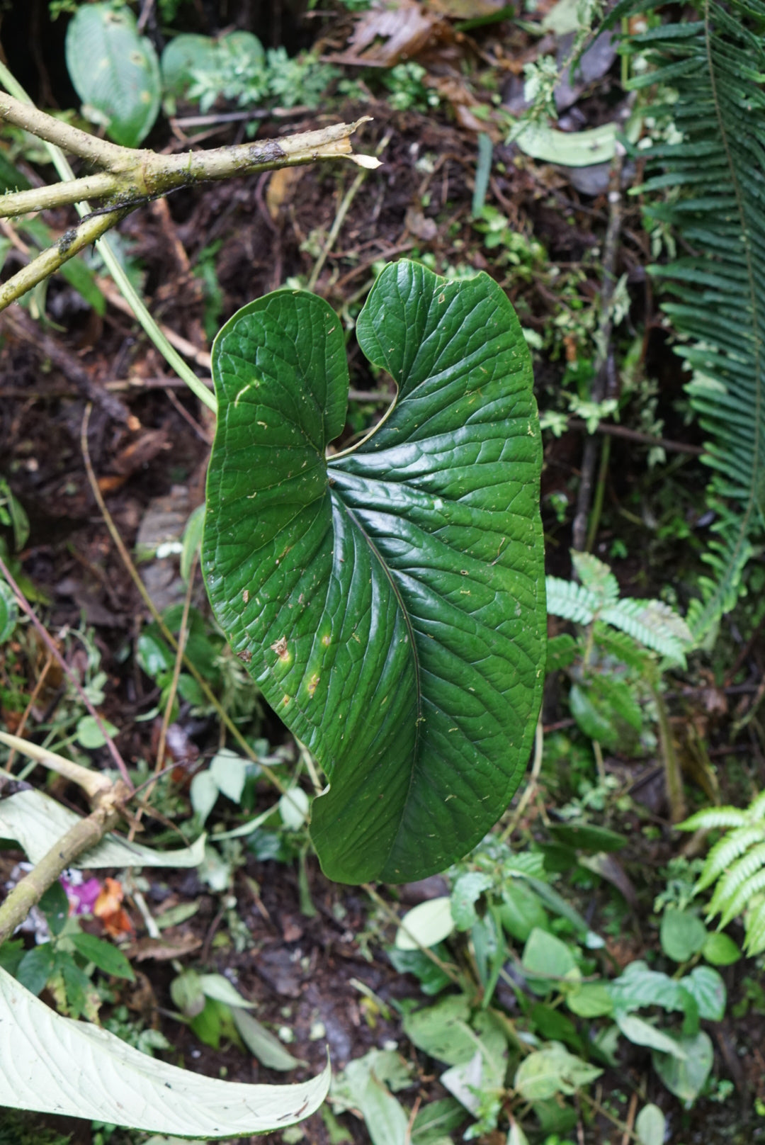 Anthurium cf. lancea