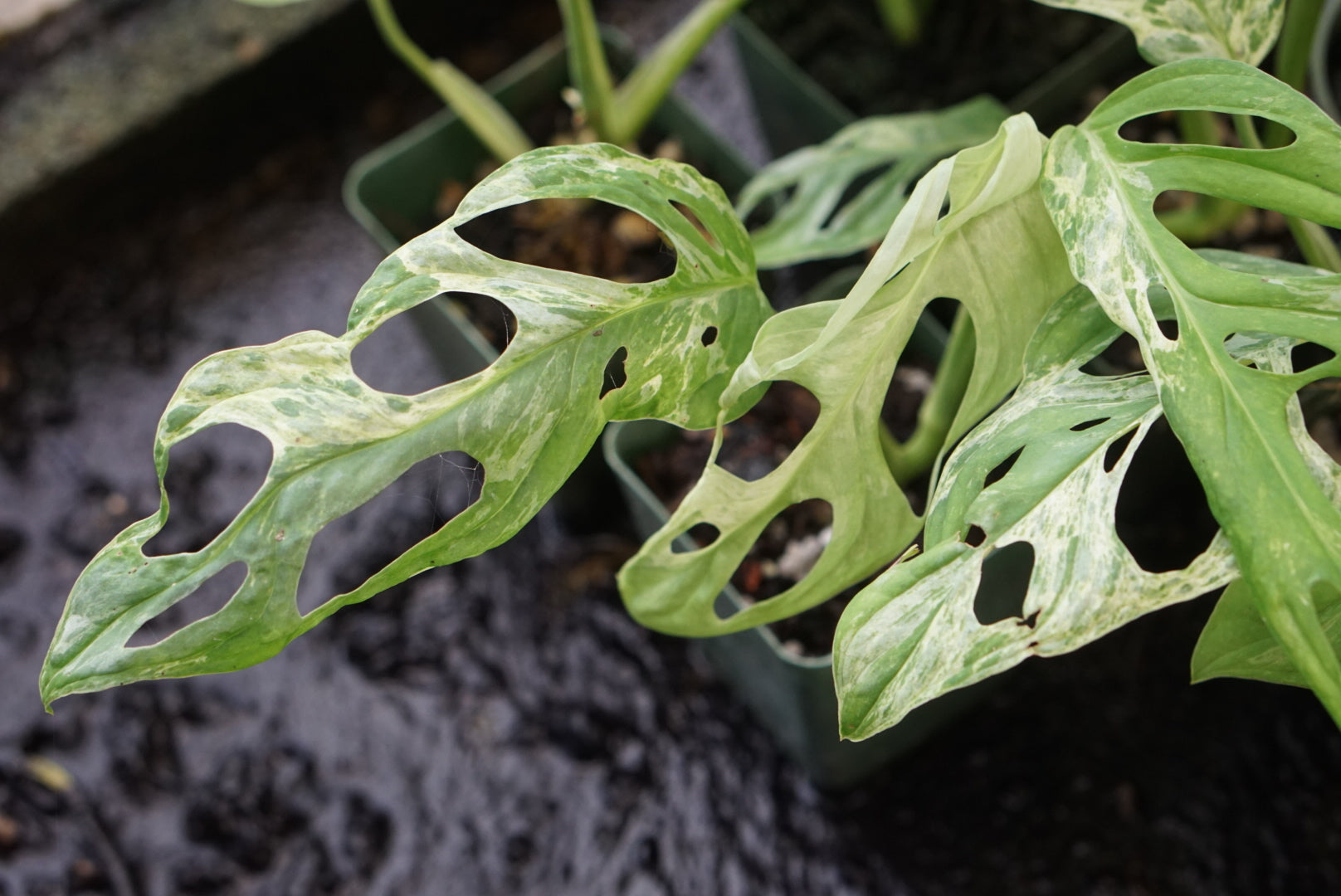 Monstera adansonii 'Mint'